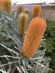 Banksia ashbyi