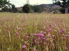 Castilleja densiflora gracilis