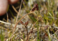 Juncus pusillus