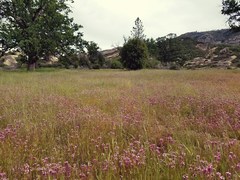 Castilleja densiflora gracilis