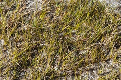 Juncus pusillus