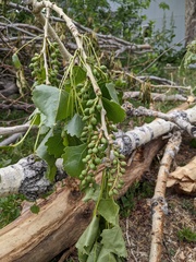 Populus deltoides monilifera