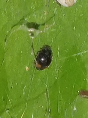 Nephus binaevatus