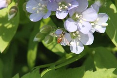 Toxomerus marginatus