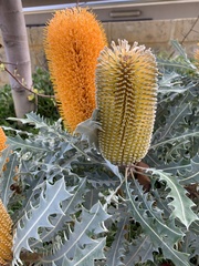 Banksia ashbyi