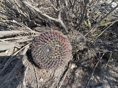 Mammillaria melanocentra rubrograndis