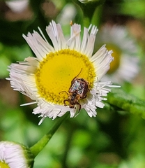 Valgus canaliculatus