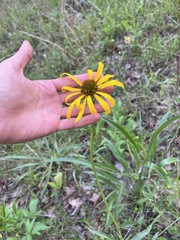 Echinacea paradoxa paradoxa