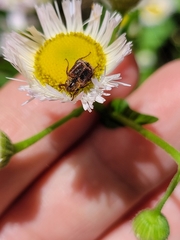 Valgus canaliculatus