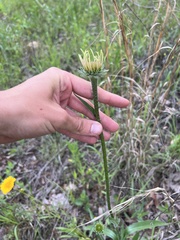 Echinacea paradoxa paradoxa