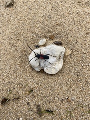 Purpuricenus humeralis