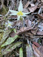 Erythronium citrinum