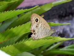 Ypthima baldus newboldi