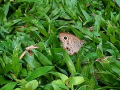 Ypthima baldus newboldi