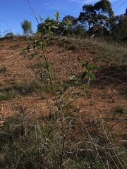 Cullen australasicum