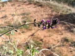 Cullen australasicum