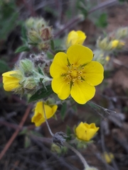 Potentilla arenosa
