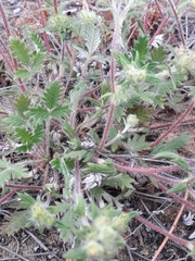 Potentilla arenosa