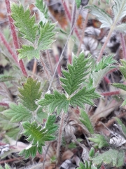 Potentilla arenosa