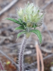 Potentilla arenosa