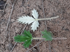 Potentilla arenosa