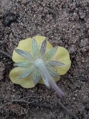 Potentilla arenosa