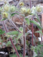 Potentilla arenosa