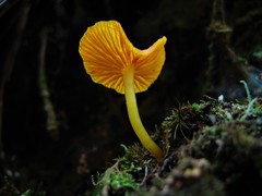 Tricholomopsis aurea
