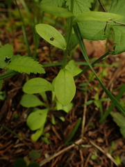 Astranthium integrifolium