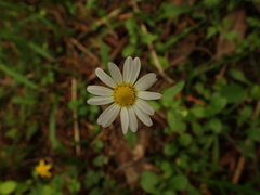 Astranthium integrifolium