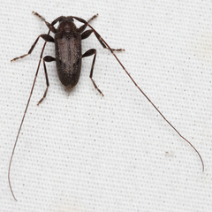 Eutrichillus biguttatus