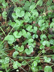 Dichondra repens