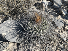 Thelocactus rinconensis