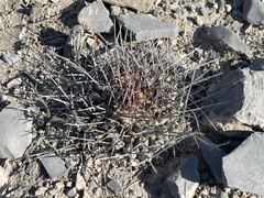 Thelocactus rinconensis