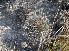 Thelocactus rinconensis