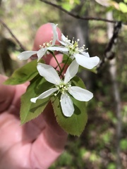 Amelanchier bartramiana