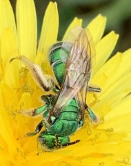 Augochloropsis humeralis