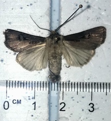 Agrotis volubilis