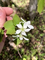 Amelanchier bartramiana