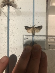 Agrotis volubilis