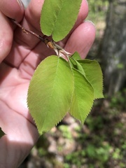 Amelanchier bartramiana