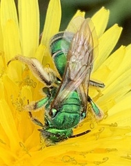 Augochloropsis humeralis