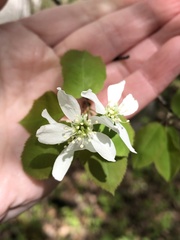 Amelanchier bartramiana