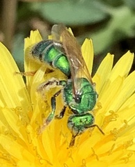 Augochloropsis humeralis