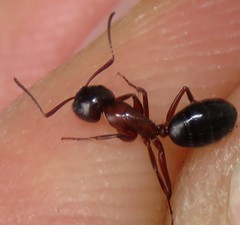 Camponotus herculeanus
