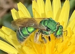 Augochloropsis humeralis