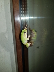 Hyla orientalis
