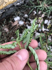 Phyllanthus fraternus