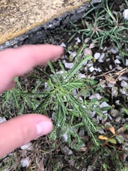 Phyllanthus fraternus