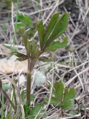 Anemonoides sylvestris